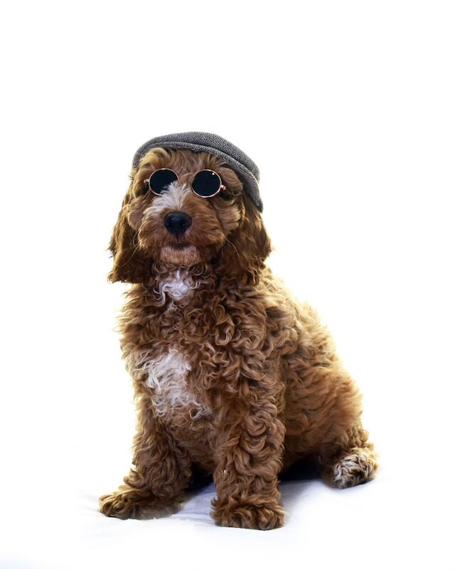 Cockapoo puppies for sale in Liverpool, Merseyside – KC registered, 1 year old - Image 4 of 5