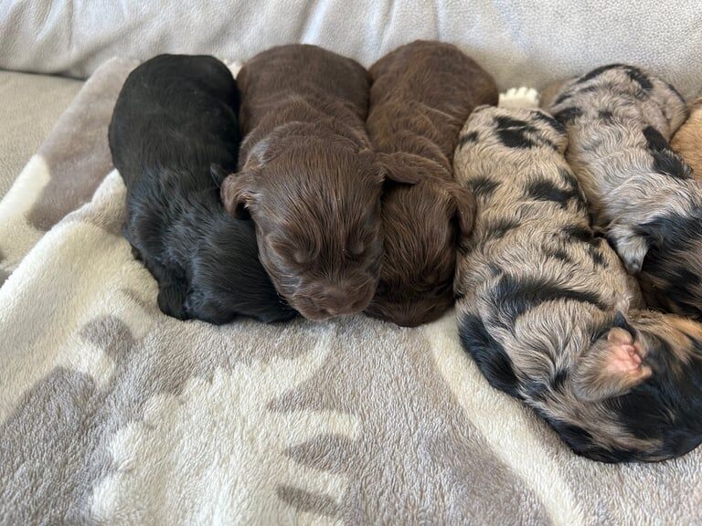 Cockapoo puppies for sale in Otford, Kent – 10 months old - Image 2 of 3