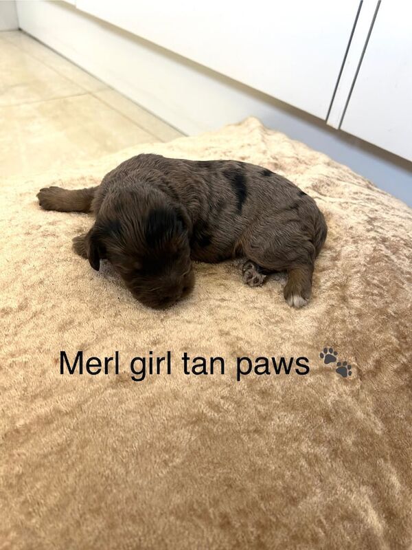 Cockapoo puppies for sale in Otford, Kent – 10 months old - Image 3 of 3