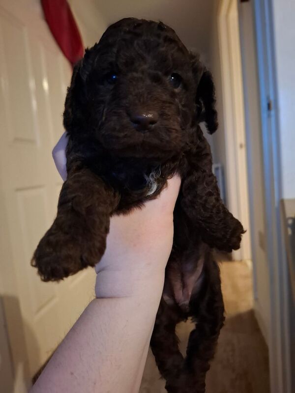 Cockapoo puppies for sale in Hereford, Herefordshire – 1 year old - Image 3 of 3