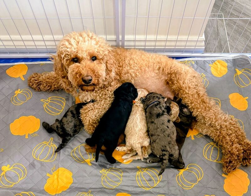 Gorgeous Rainbow Litter of Teddy Bear Puppies!
