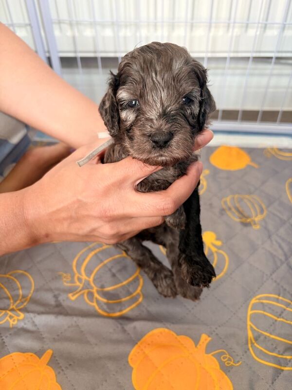 Gorgeous Rainbow Litter of Teddy Bear Puppies! - Image 2 of 11