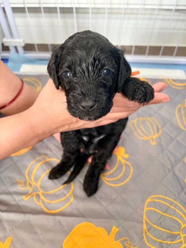 Gorgeous Rainbow Litter of Teddy Bear Puppies! - Image 4 of 11