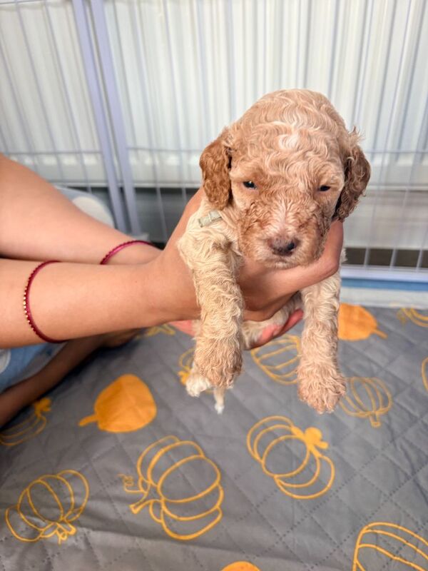 Gorgeous Rainbow Litter of Teddy Bear Puppies! - Image 5 of 11