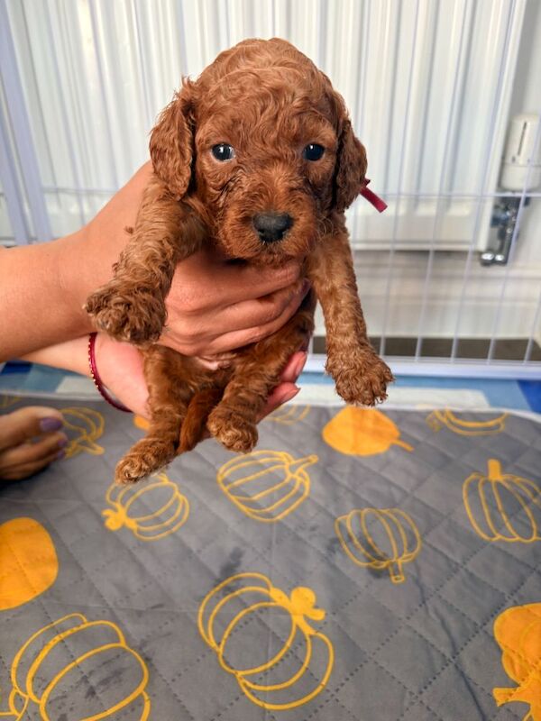 Gorgeous Rainbow Litter of Teddy Bear Puppies! - Image 6 of 11