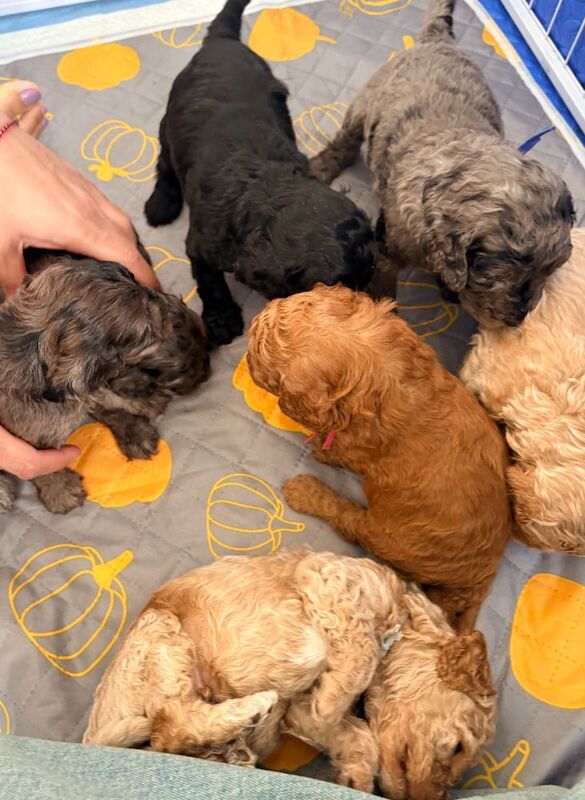 Gorgeous Rainbow Litter of Teddy Bear Puppies! - Image 7 of 11