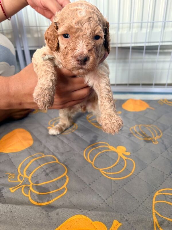 Gorgeous Rainbow Litter of Teddy Bear Puppies! - Image 8 of 11