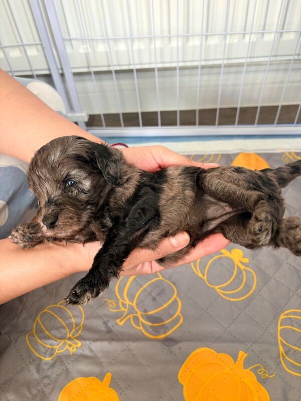 Gorgeous Rainbow Litter of Teddy Bear Puppies! - Image 9 of 11