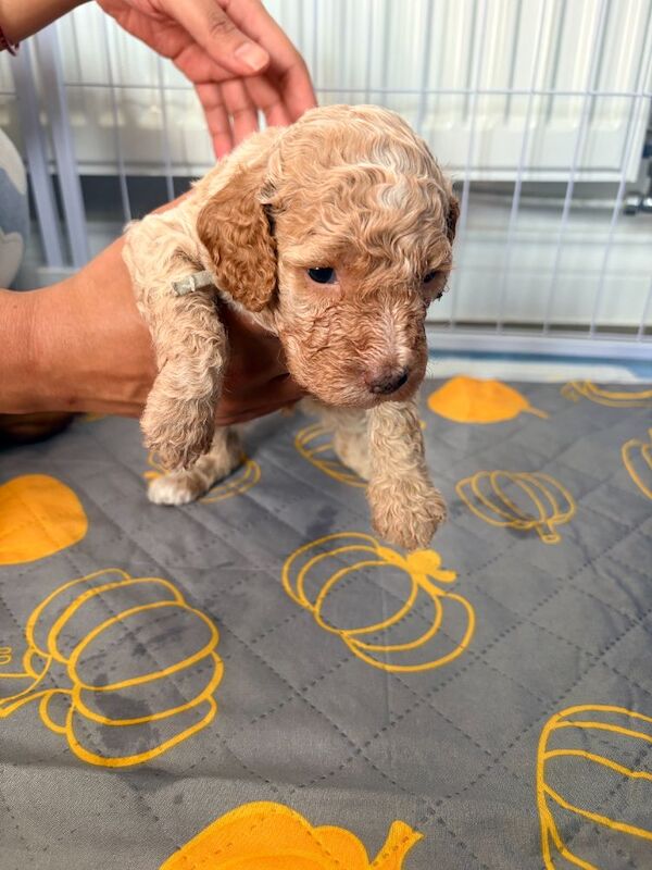 Gorgeous Rainbow Litter of Teddy Bear Puppies! - Image 10 of 11