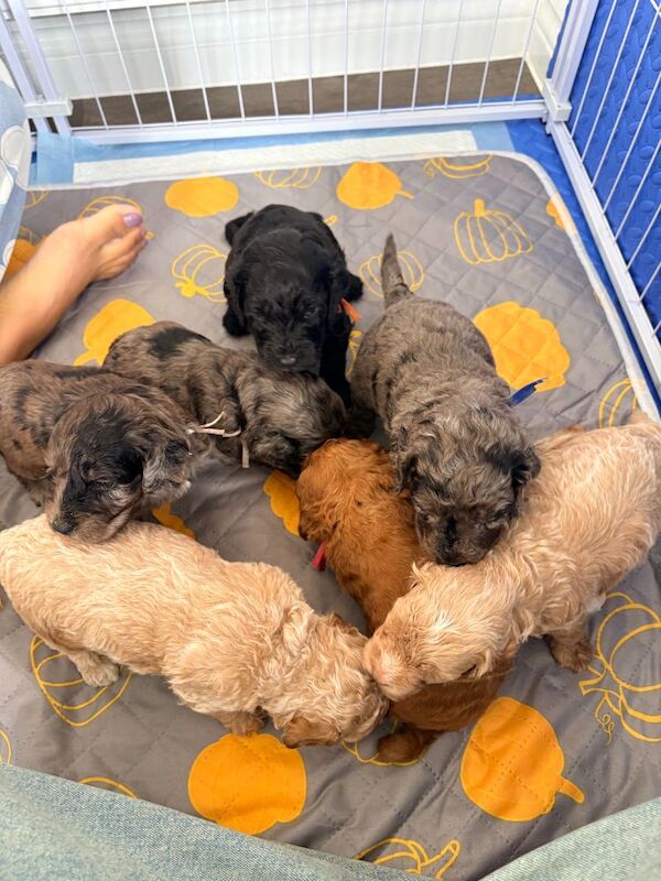 Gorgeous Rainbow Litter of Teddy Bear Puppies! - Image 11 of 11
