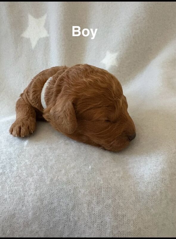 Gorgeous red and tan cockapoo puppies for sale in Stirling, Stirling and Falkirk - Image 2