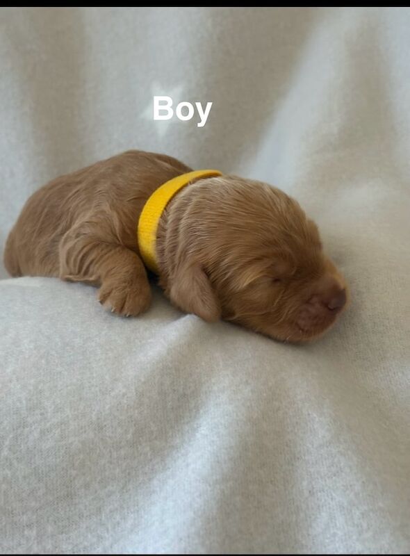 Gorgeous red and tan cockapoo puppies for sale in Stirling, Stirling and Falkirk - Image 3