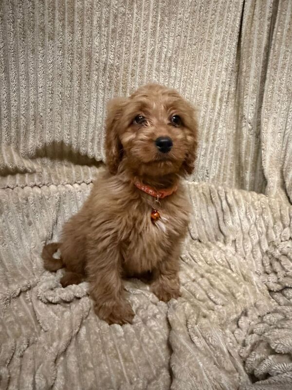 Cockapoo puppies for sale in Staplehurst, Kent – 3 months old - Image 2 of 4