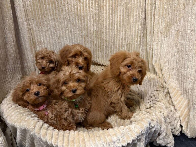 Cockapoo puppies for sale in Staplehurst, Kent – 3 months old - Image 3 of 4