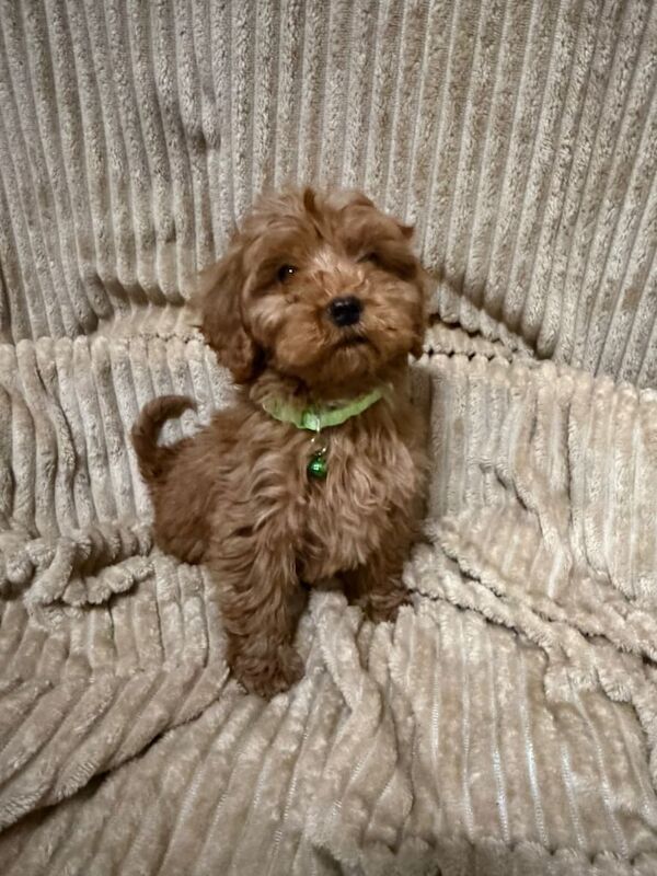 Cockapoo puppies for sale in Staplehurst, Kent – 3 months old - Image 4 of 4