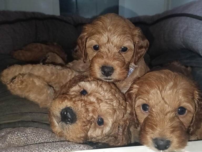 Gorgeous teddy bear F1b Miniature Cockapoo Puppies – Ready 1st May