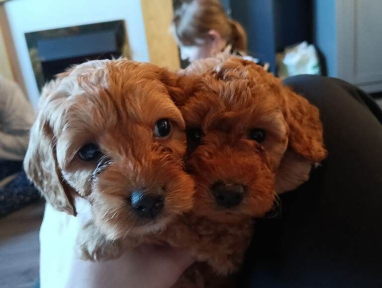 Gorgeous teddy bear F1b Miniature Cockapoo Puppies – Ready 1st May - Image 2 of 5