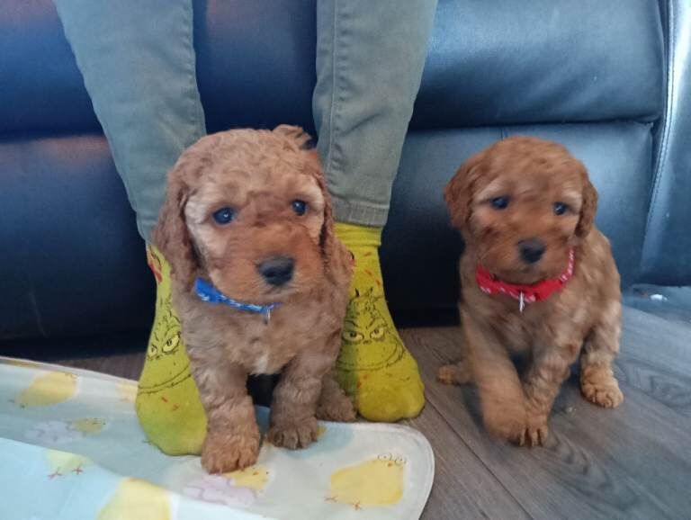 Gorgeous teddy bear F1b Miniature Cockapoo Puppies – Ready 1st May - Image 3 of 5