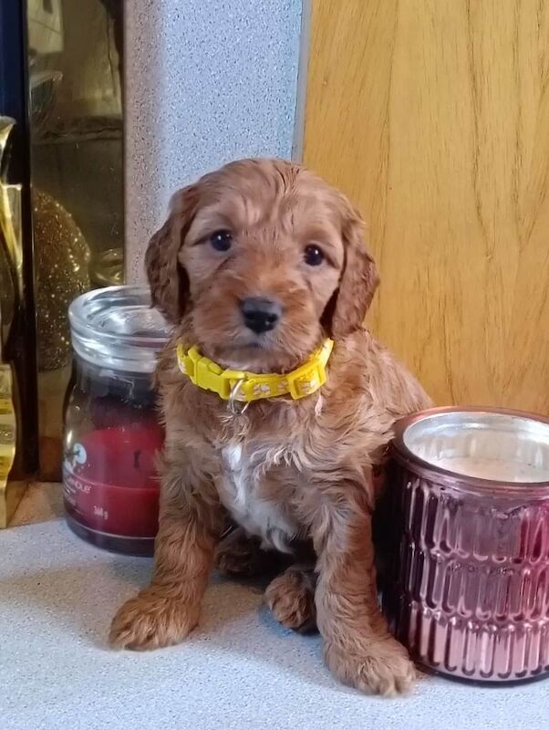 Gorgeous teddy bear F1b Miniature Cockapoo Puppies – Ready 1st May - Image 4 of 5
