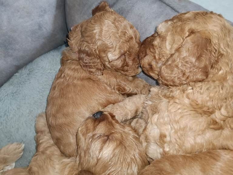 Gorgeous teddy bear F1b Miniature Cockapoo Puppies – Ready 1st May - Image 5 of 5