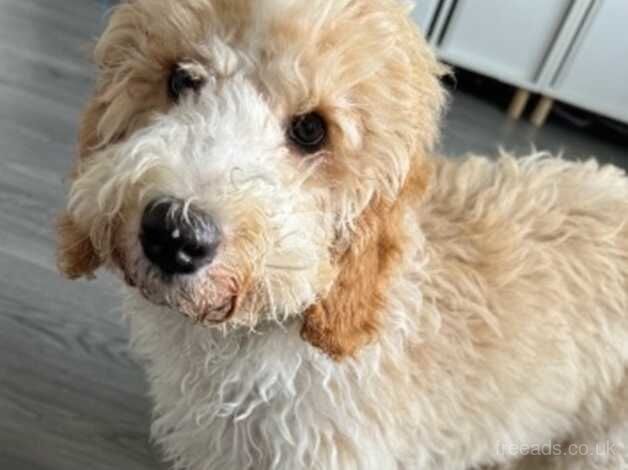Cockapoo puppies for sale in Glasgow, City of Glasgow – 1 year old - Image 2 of 4