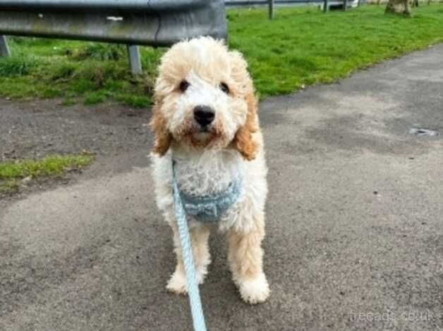 Cockapoo puppies for sale in Glasgow, City of Glasgow – 1 year old - Image 3 of 4