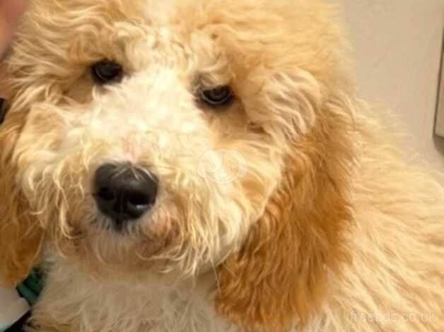 Cockapoo puppies for sale in Glasgow, City of Glasgow – 1 year old - Image 4 of 4