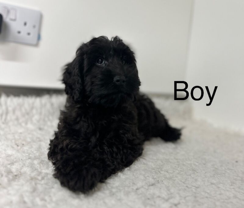Gorgeous toy black cockapoo boy ready now for sale in Upwell, Norfolk