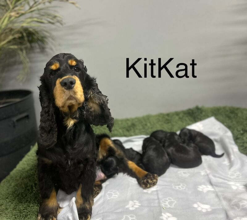 Gorgeous toy black cockapoo boy ready now for sale in Upwell, Norfolk - Image 2