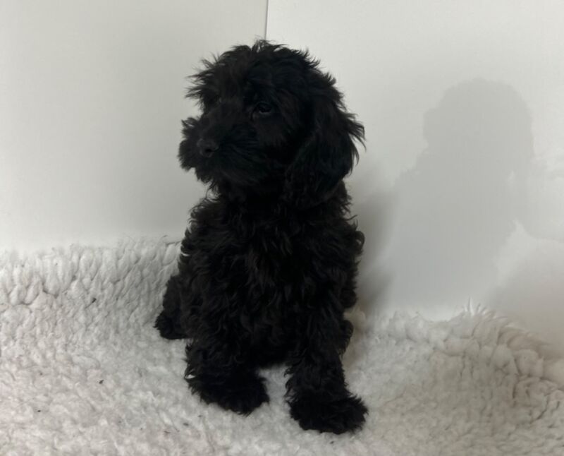 Gorgeous toy black cockapoo boy ready now for sale in Upwell, Norfolk | Image 4