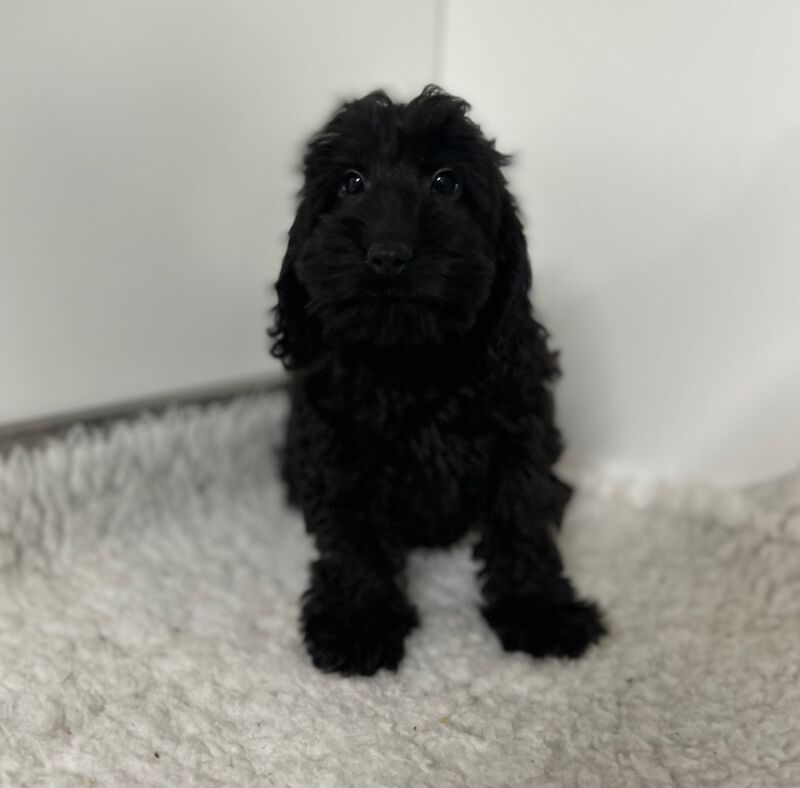 Gorgeous toy black cockapoo boy ready now for sale in Upwell, Norfolk - Image 6