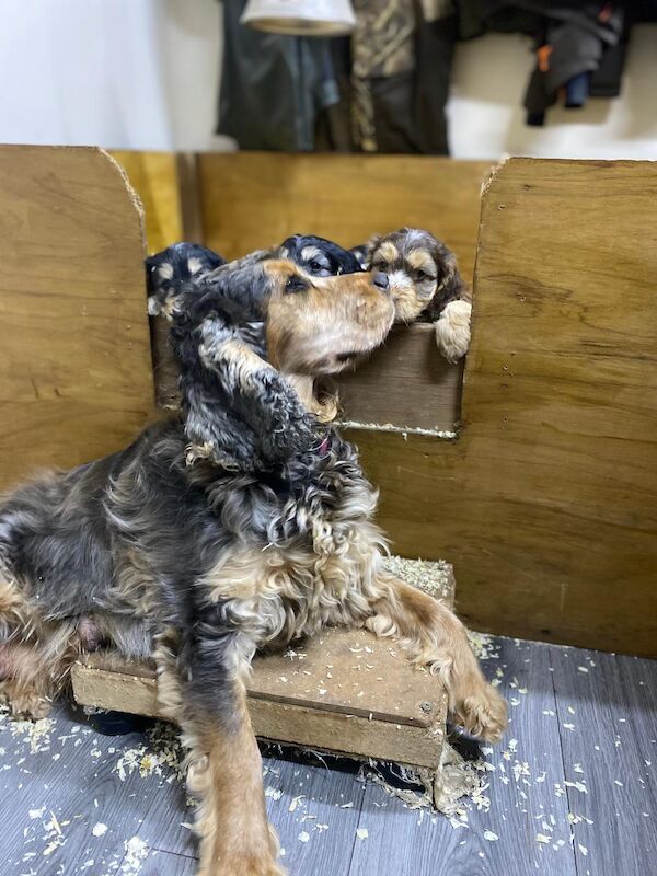 Cockapoo puppies for sale in Stranraer, Wigtown – 5 weeks old