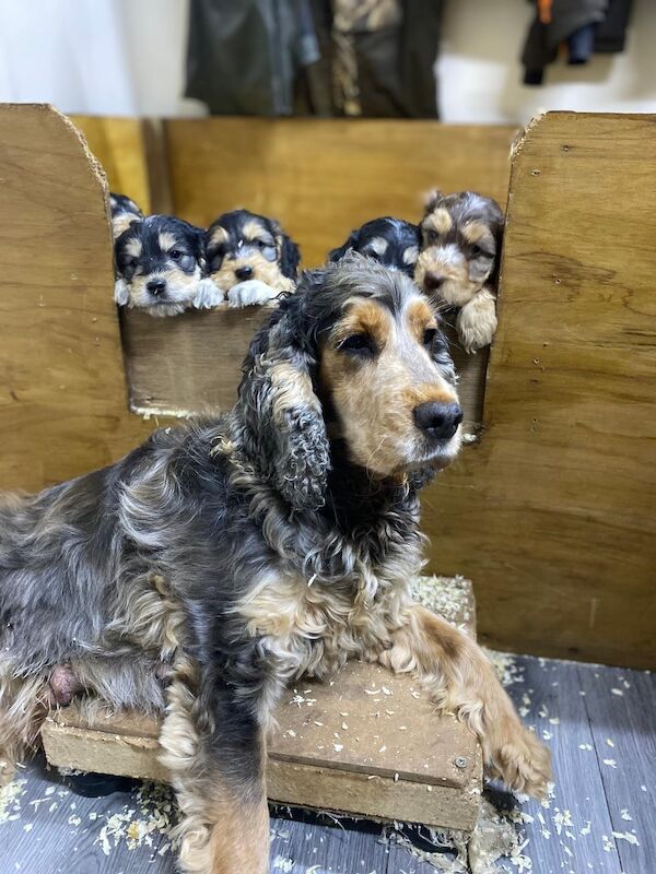 Cockapoo puppies for sale in Stranraer, Wigtown – 5 weeks old - Image 2 of 12