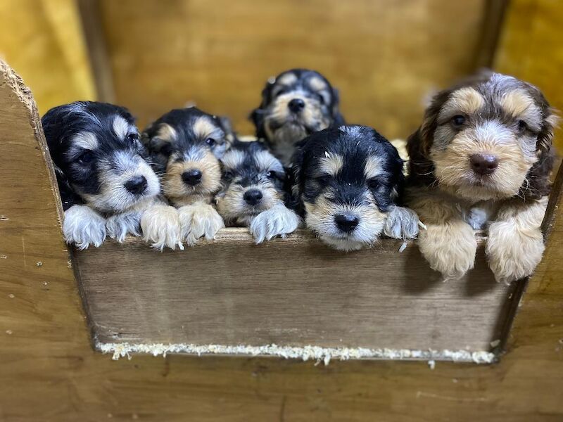 Cockapoo puppies for sale in Stranraer, Wigtown – 5 weeks old - Image 3 of 12