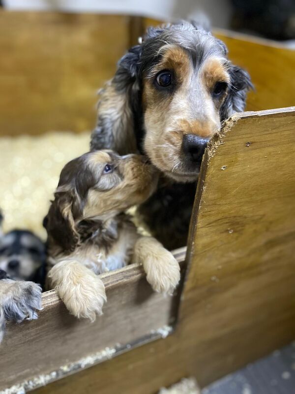 Cockapoo puppies for sale in Stranraer, Wigtown – 5 weeks old - Image 4 of 12