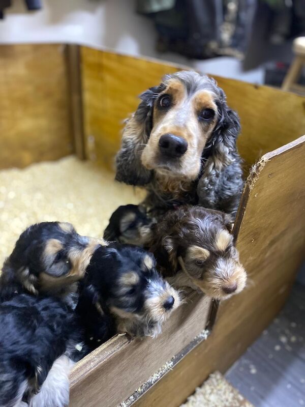 Cockapoo puppies for sale in Stranraer, Wigtown – 5 weeks old - Image 5 of 12