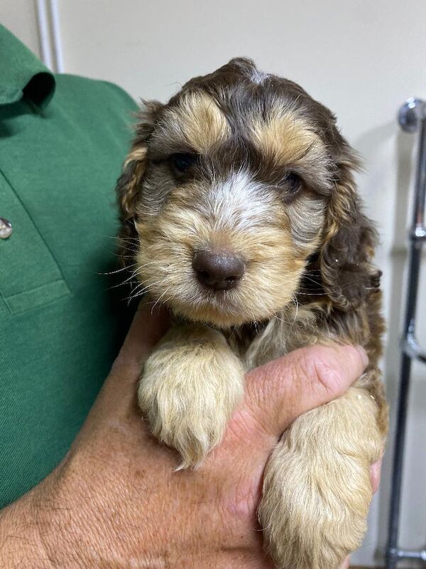 Cockapoo puppies for sale in Stranraer, Wigtown – 5 weeks old - Image 6 of 12