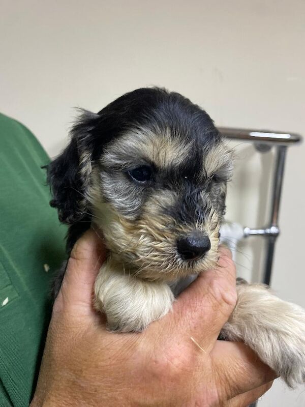 Cockapoo puppies for sale in Stranraer, Wigtown – 5 weeks old - Image 7 of 12