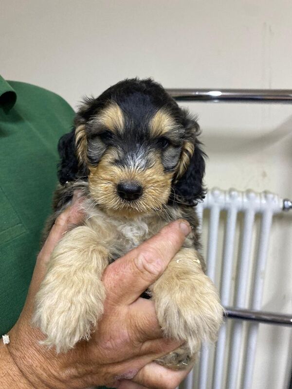 Cockapoo puppies for sale in Stranraer, Wigtown – 5 weeks old - Image 8 of 12