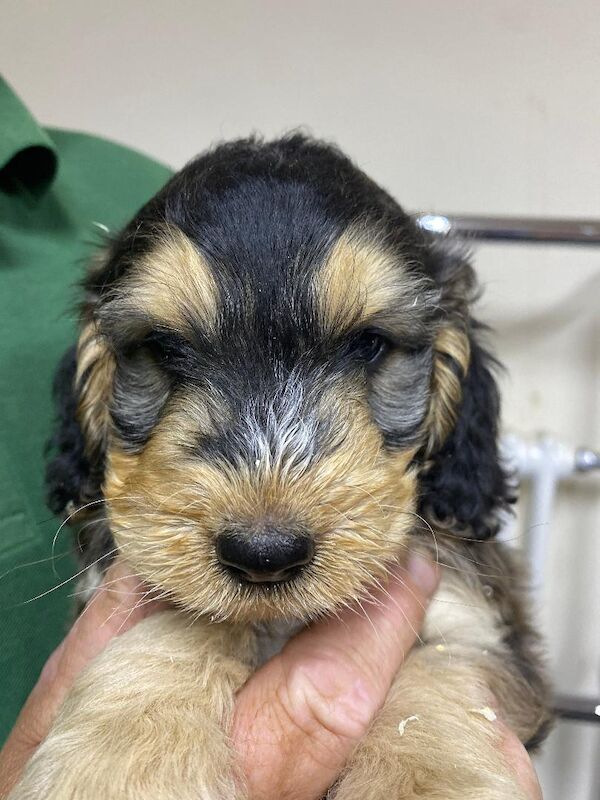 Cockapoo puppies for sale in Stranraer, Wigtown – 5 weeks old - Image 9 of 12