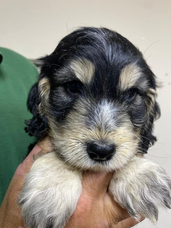 Cockapoo puppies for sale in Stranraer, Wigtown – 5 weeks old - Image 10 of 12