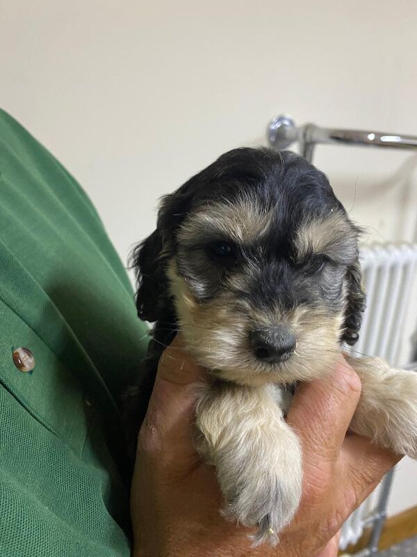 Cockapoo puppies for sale in Stranraer, Wigtown – 5 weeks old - Image 11 of 12