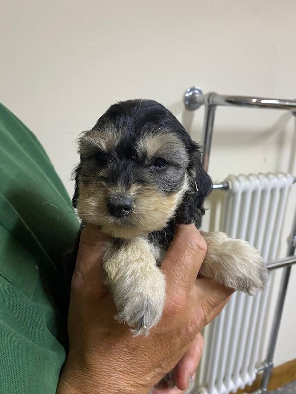 Cockapoo puppies for sale in Stranraer, Wigtown – 5 weeks old - Image 12 of 12