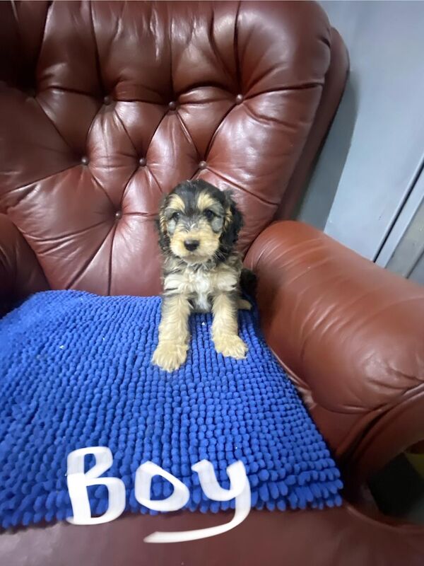 Cockapoo puppies for sale in Stranraer, Wigtown – 6 weeks old