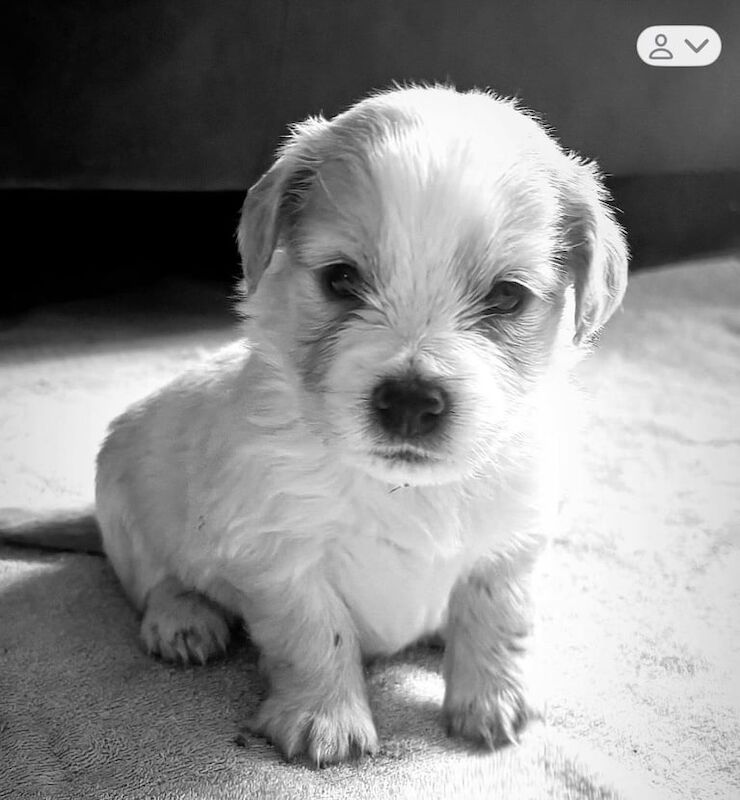 Cockapoo puppies for sale in South East London, London – 7 weeks old