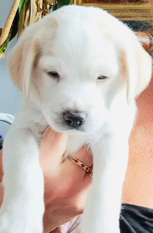 Cockapoo puppies for sale in South East London, London – 7 weeks old - Image 2 of 3