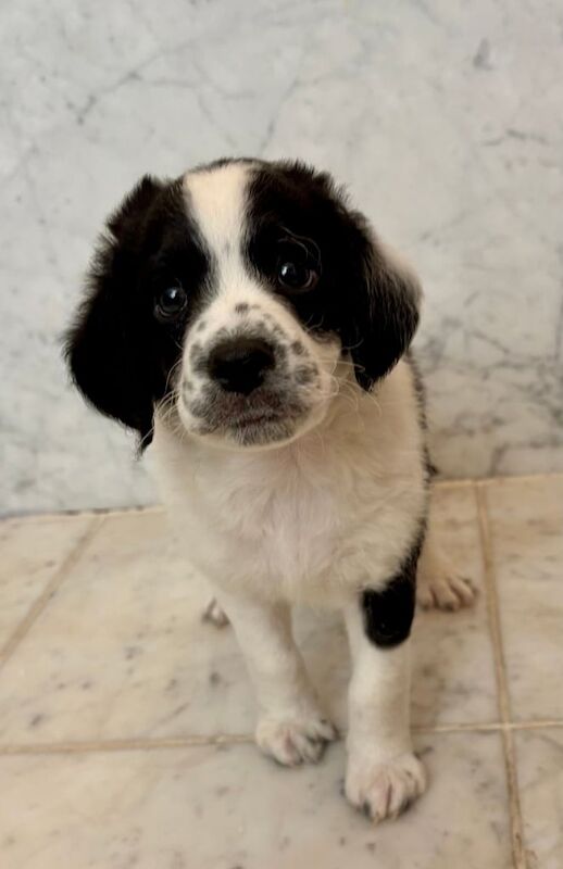 Cockapoo puppies for sale in South East London, London – 7 weeks old - Image 3 of 3
