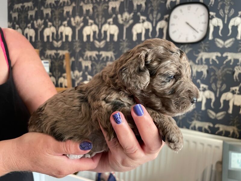 Gorgeous Unique merle F1B cockapoo pups for sale in New Romney, Kent - Image 3