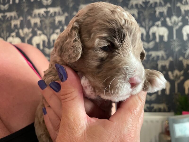 Gorgeous Unique merle F1B cockapoo pups for sale in New Romney, Kent - Image 5