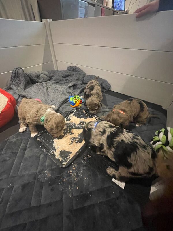 Gorgeous Unique merle F1B cockapoo pups for sale in New Romney, Kent - Image 6